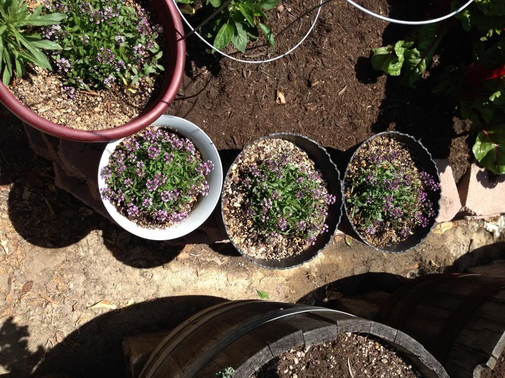  photo Picture017_zpsb6fcb525.jpg